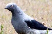 Ground Cuckoo-shrike (Coracina maxima)